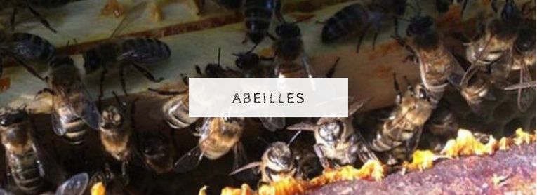 ateliers abeilles